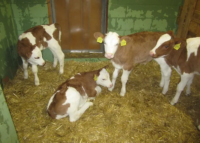 Gaesslihof 住宿加早餐酒店 *