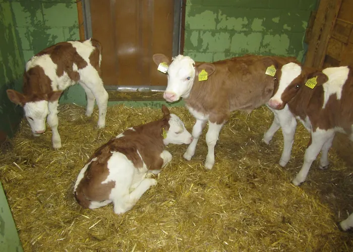 住宿加早餐酒店 Gaesslihof 格施塔德