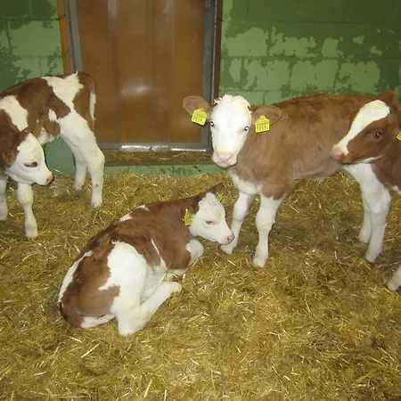 Gaesslihof Panzió *