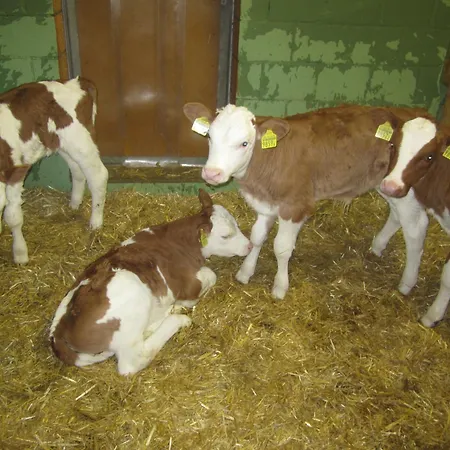 Couette-café Gaesslihof Gstaad